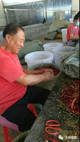 图为天意公司安置的季节性用工残疾人在掰辣椒把